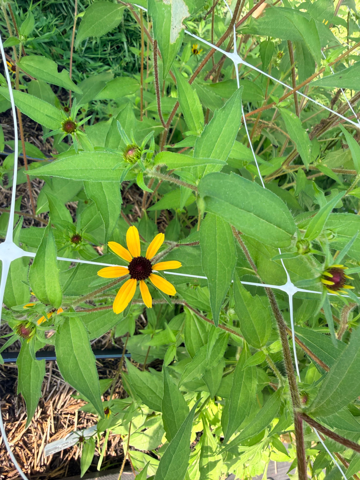 Rudbeckia - Triloba - Bundle of 5 and 10 Stems