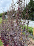 Atriplex Red - Bundle of 10 Stems