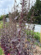 Atriplex Red - Bundle of 10 Stems