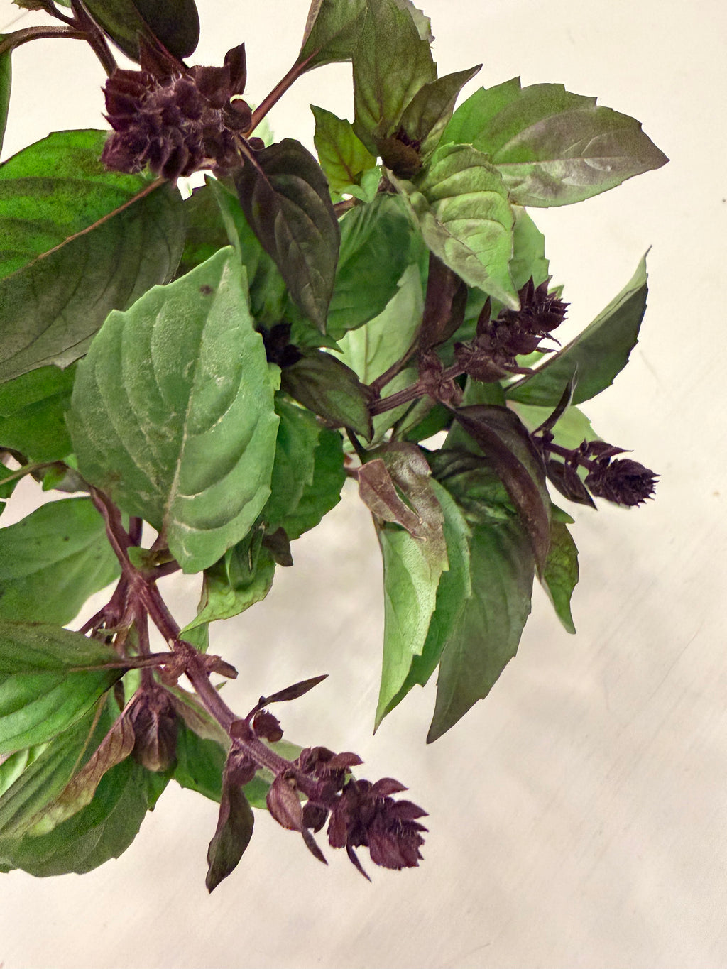Basil - Bundle of 10 Stems
