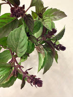 Basil - Bundle of 10 Stems