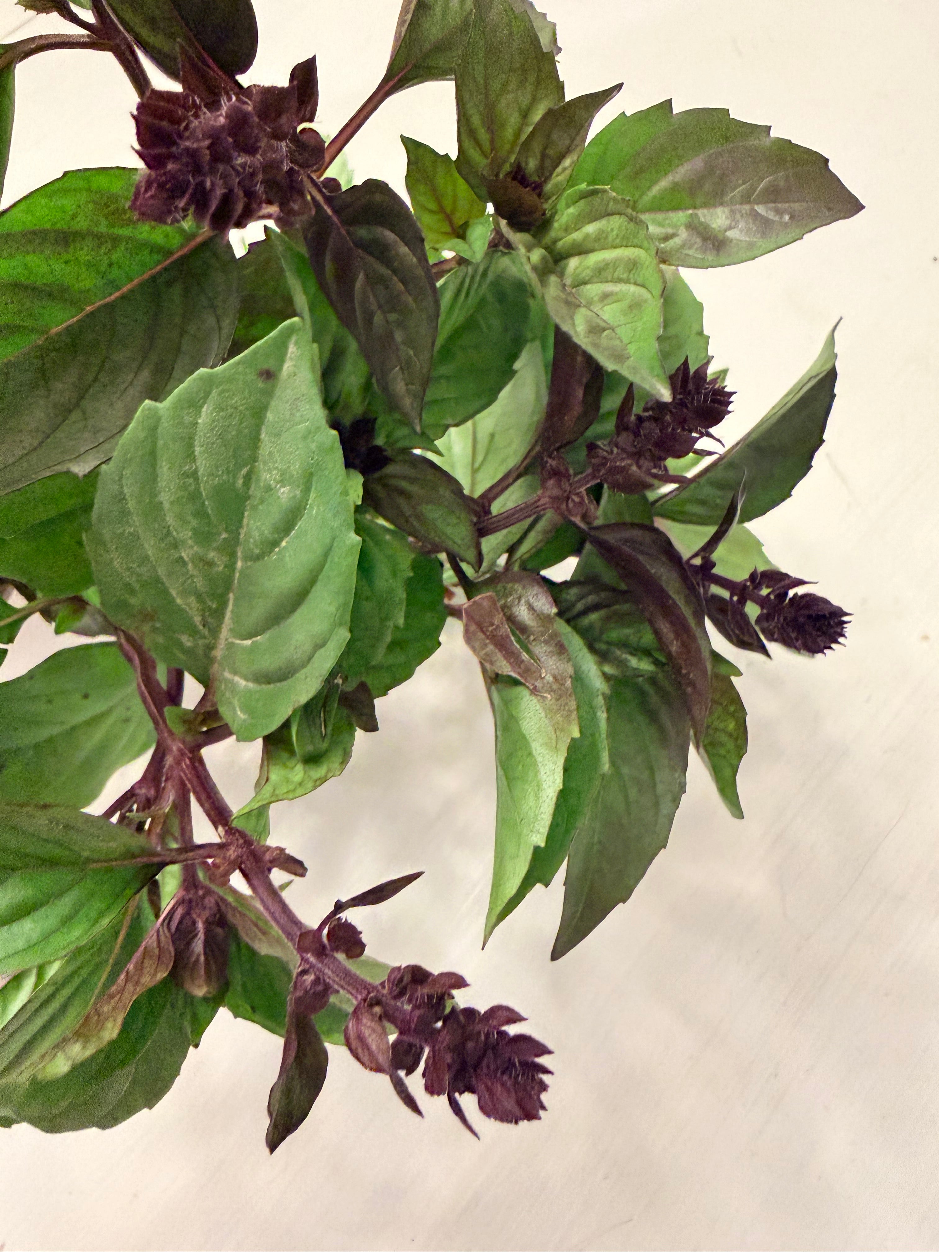 Basil - Bundle of 10 Stems