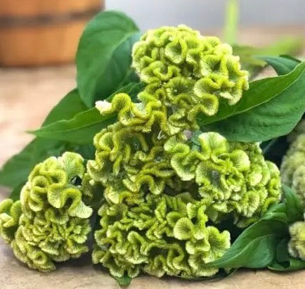 Celosia - Spring Green - Bundle of 5 and 10 Stems - Coming Soon!