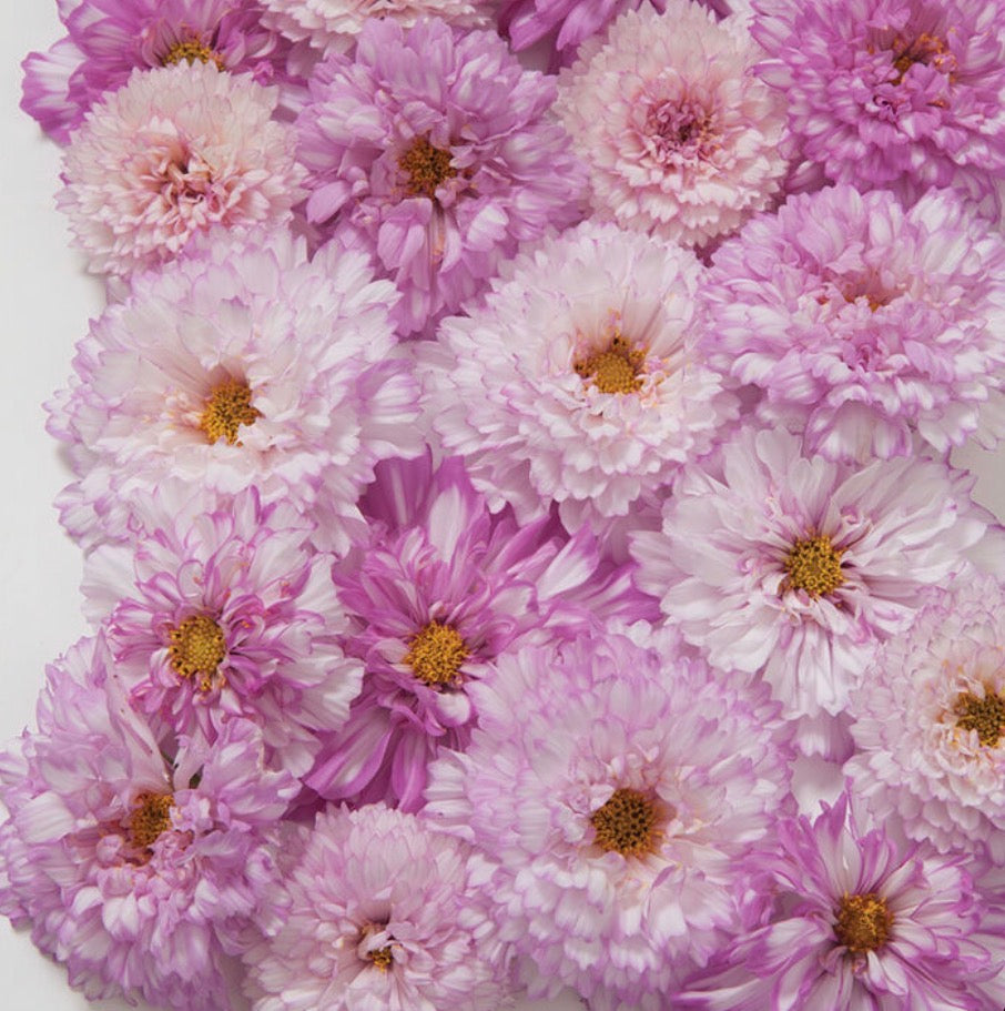 Cosmos - Pink Rose - Bundle of 10 Stems - Coming Soon!
