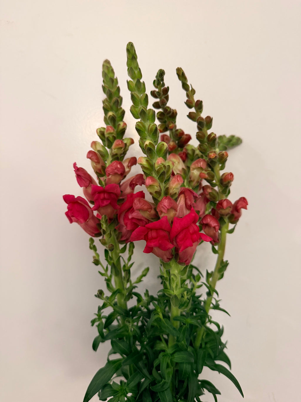 Snapdragon - Bundle of 5 and 10 Stems -  Pink