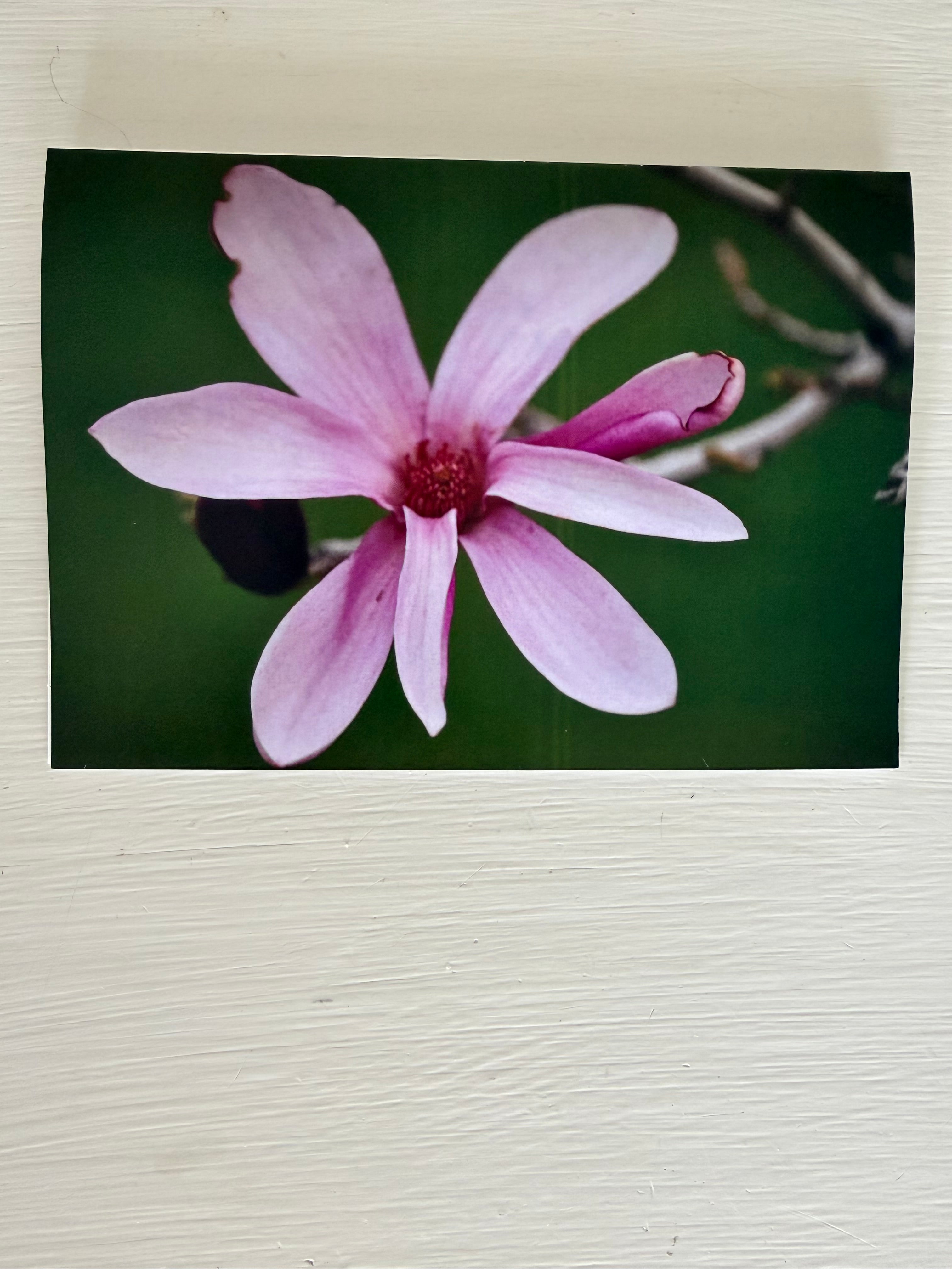 Ingstad Farms Flower Greeting Card Set