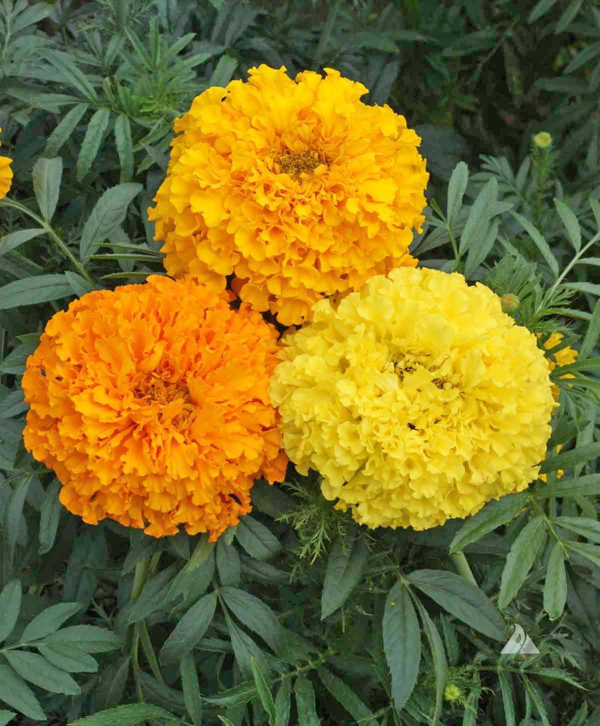 Marigold - Mixed Bunch - Bundle of 5 and 10 Stems