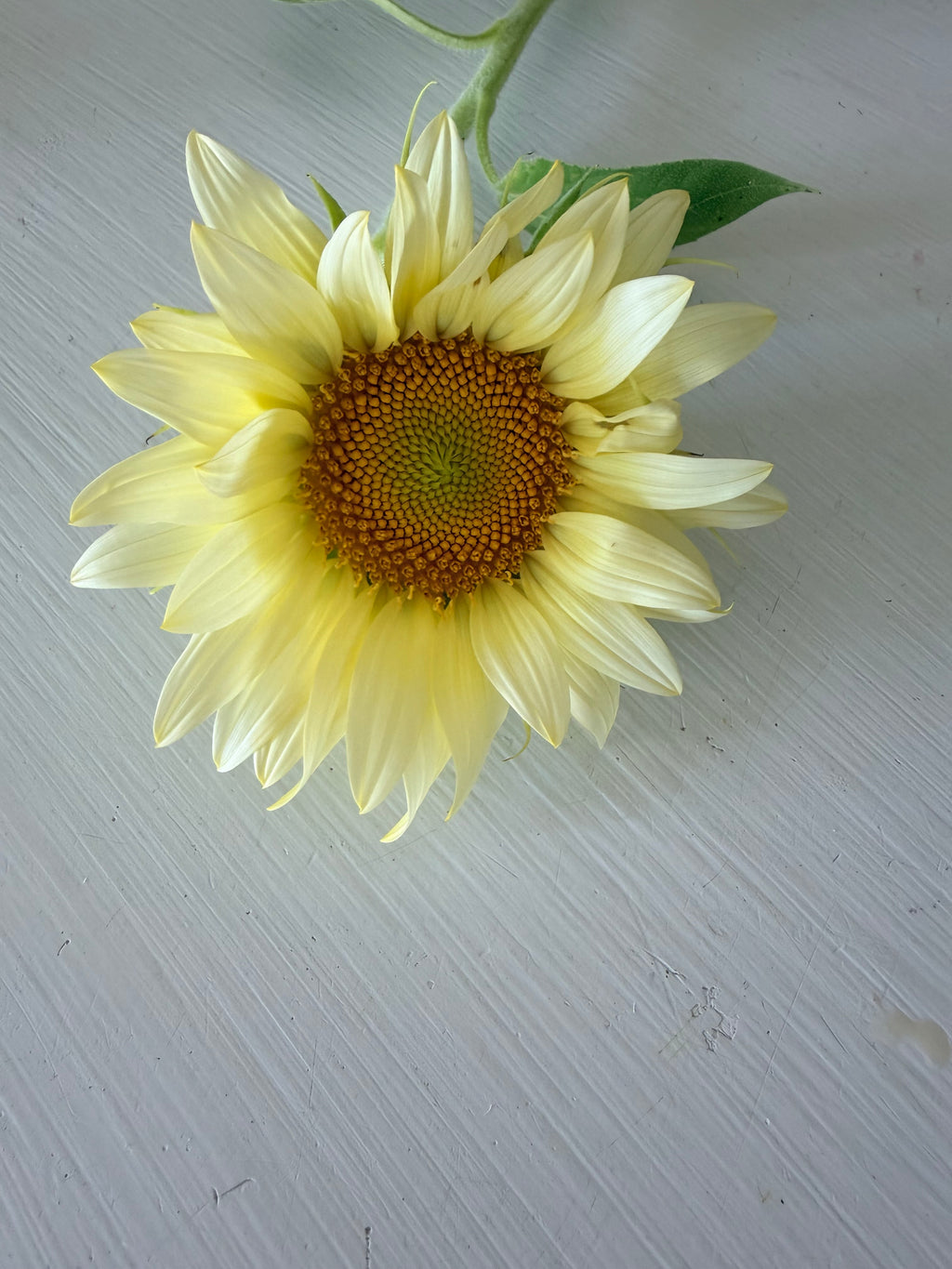 Sunflower (ProCut) - White Lite - Bundle of 5 and 10 Stems