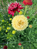 Scabiosa - Fata Morgana - Bundle of 10 Stems