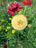 Scabiosa - Fata Morgana - Bundle of 10 Stems