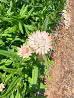 Strawflower - Silvery Rose - Bundle of 5 and 10 Stems
