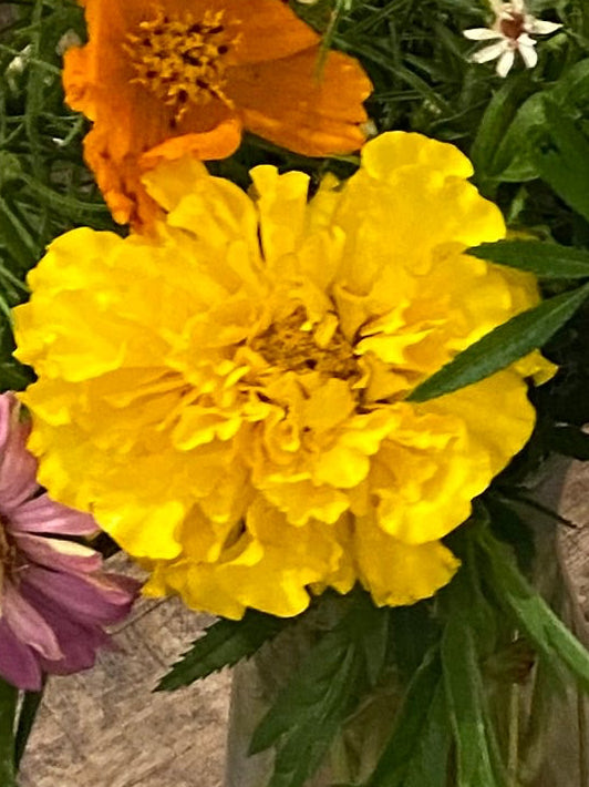 Marigold - Yellow - Bundle of 5 and 10 Stems - Coming Soon!