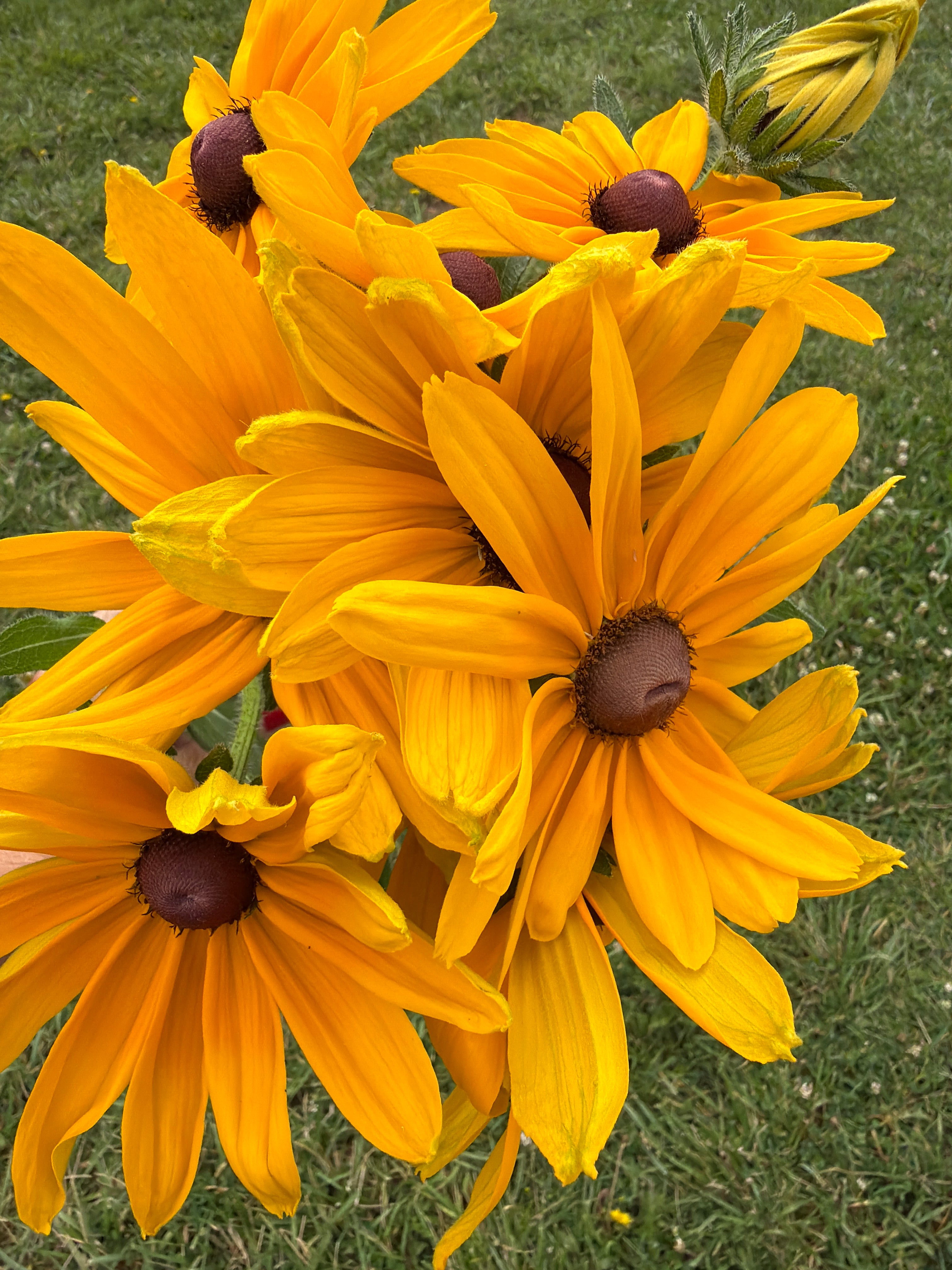 Rudbeckia - Indian Summer - Bundle of 10 Stems