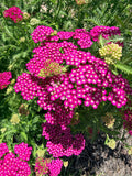 Yarrow - Pink - Bundle of 10 Stems