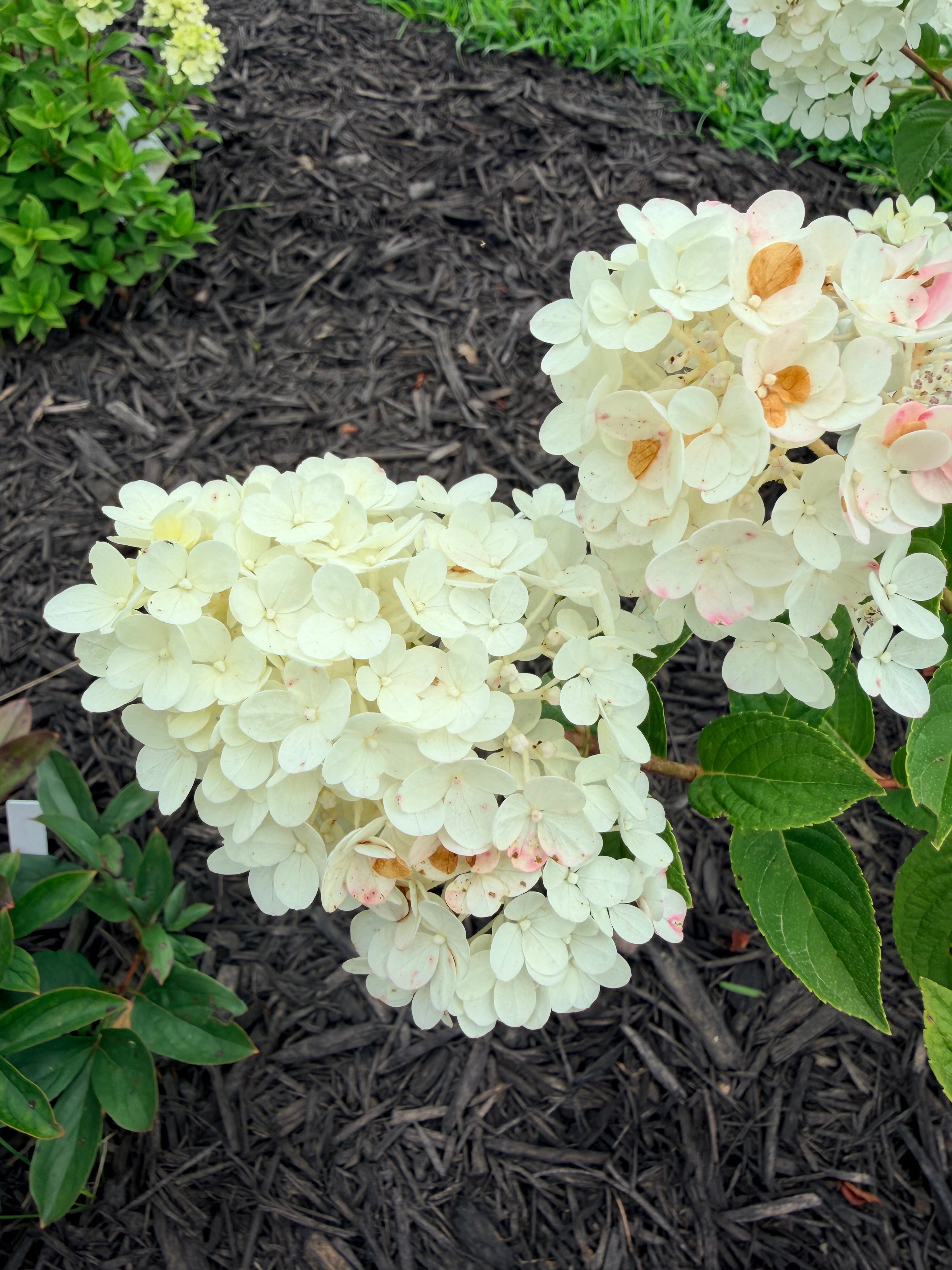Hydrangea - Panicle - By the Stem