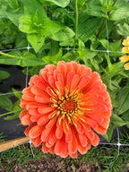 Zinnia - Benary's Salmon - Bundle of 5 and 10 Stems