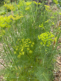 Dill - Bundle of 10 Stems