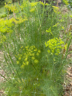 Dill - Bundle of 10 Stems
