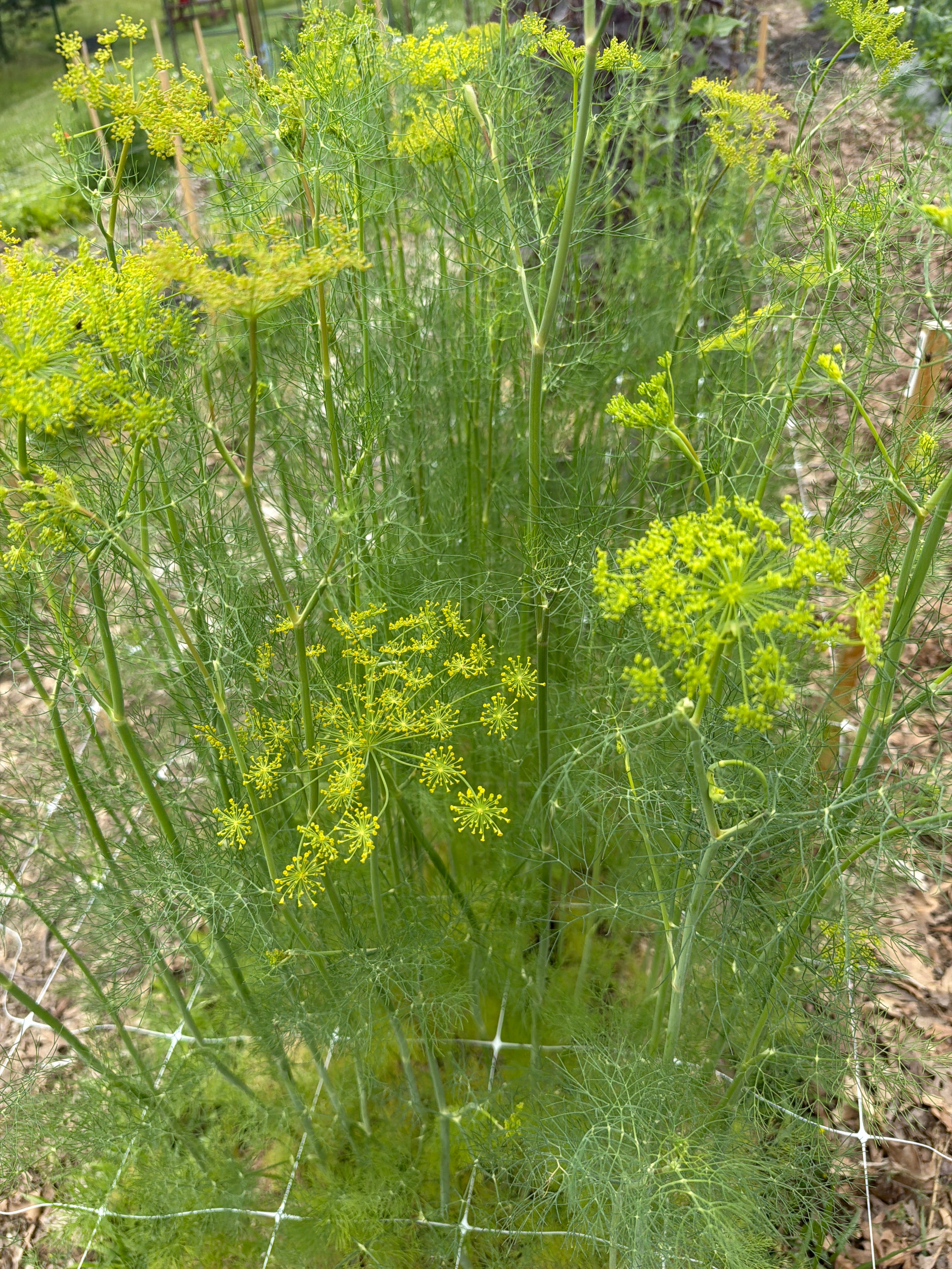 Dill - Bundle of 10 Stems