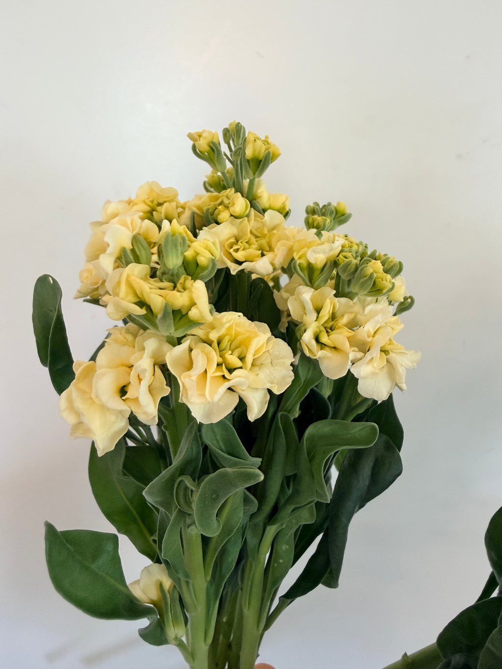 Stock - Bundle of 10 Stems - Yellow