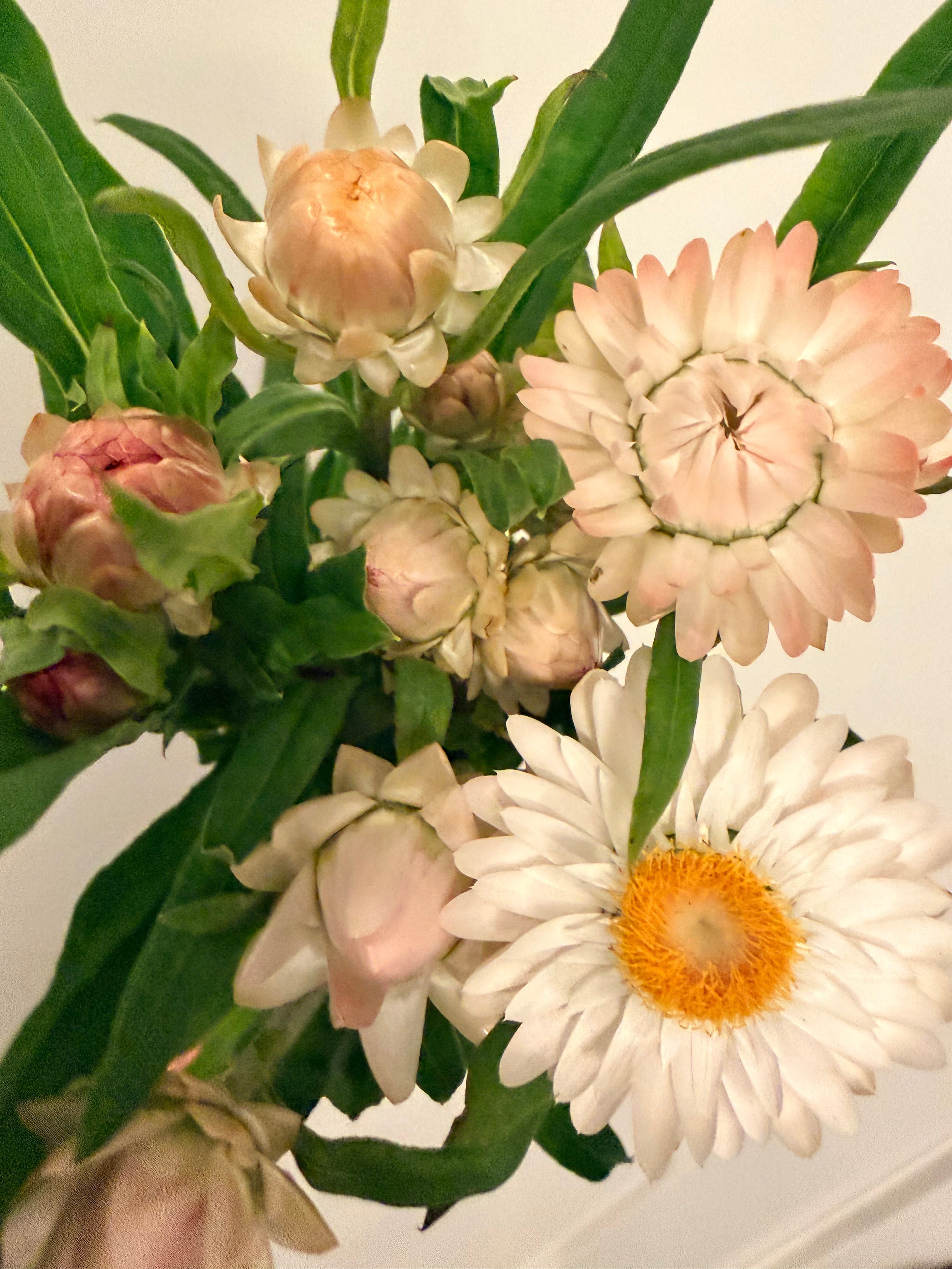 Strawflower - Silvery Rose - Bundle of 5 and 10 Stems