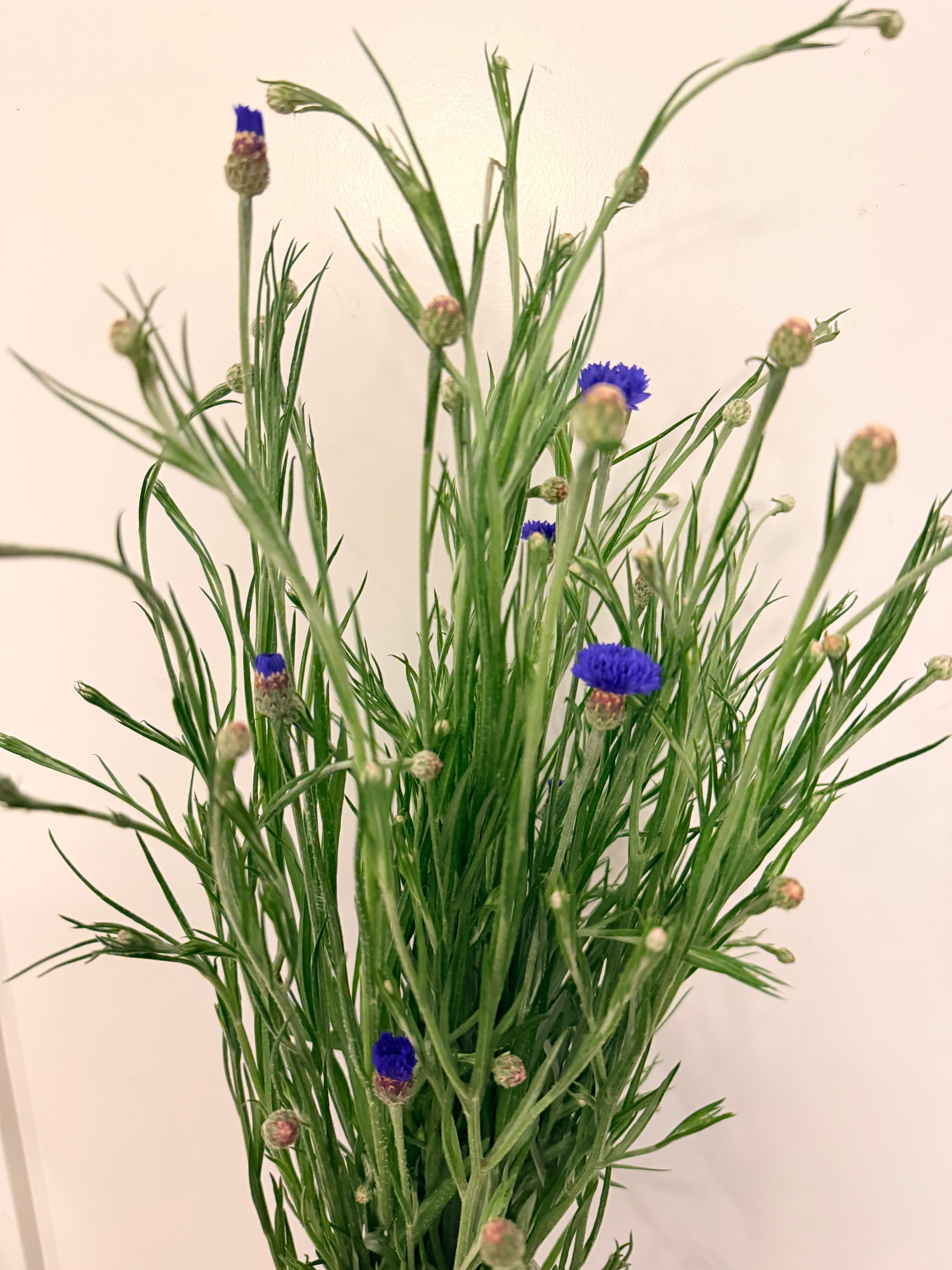 Bachelor Button - Blue - 10 Stems