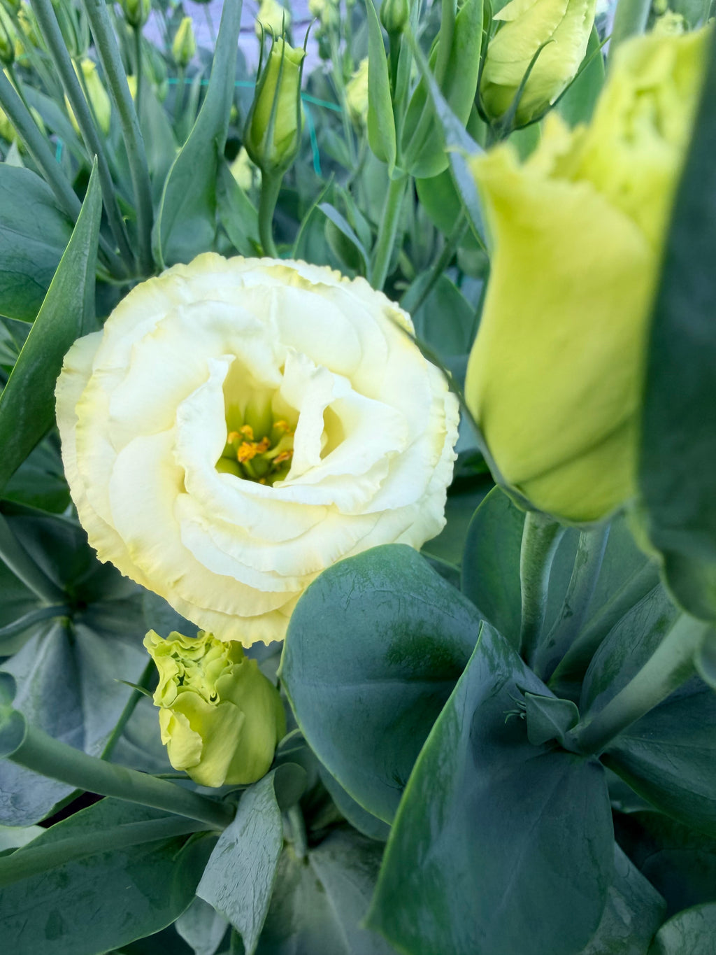 Lisianthus - Arena Gold - Bundle of 10