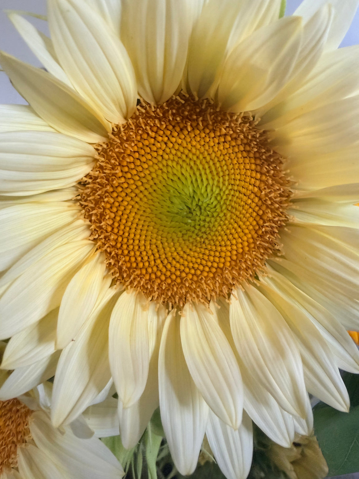 Sunflower (ProCut) - Mixed Bunch - Bundle of 5 and 10 Stems