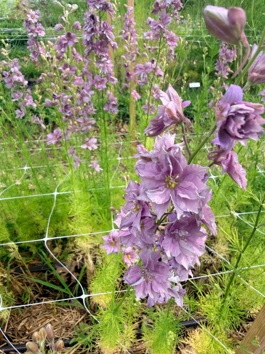 Larkspur - Misty Lavender - Bundle of 10 Stems
