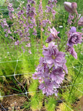 Larkspur - Misty Lavender - Bundle of 10 Stems