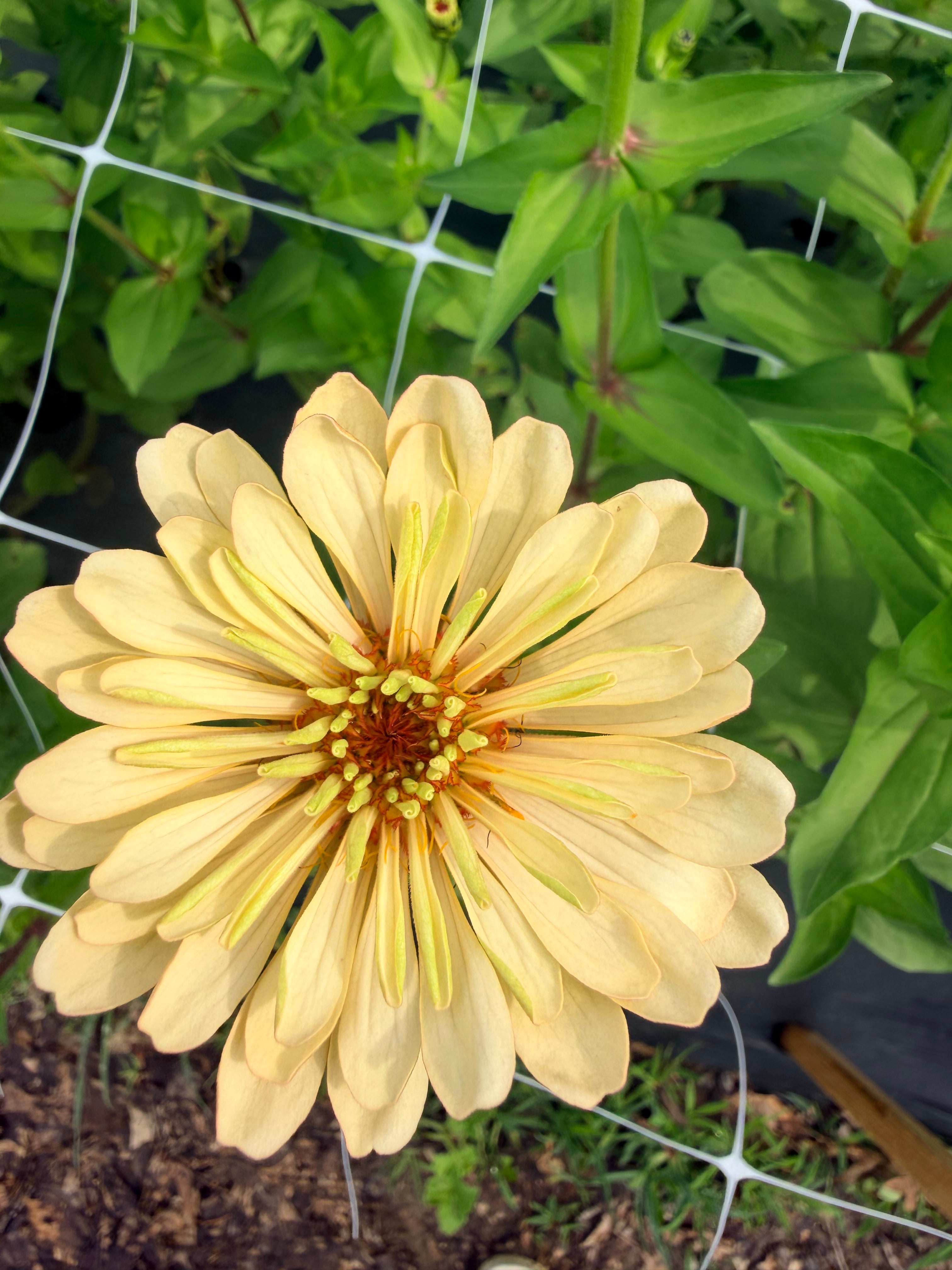 Zinnia - Linen - Bundle of 5 and 10 Stems