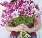 Cosmos - Pink Rose - Bundle of 10 Stems - Coming Soon!