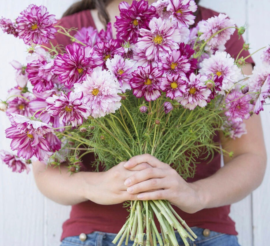 Cosmos - Pink Rose - Bundle of 10 Stems - Coming Soon!