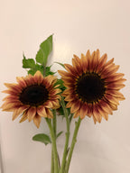 Sunflower (ProCut) - Plum - Bundle of 5 and 10 Stems