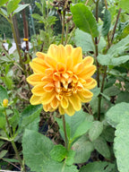Dahlias - Mixed Bunch - Bundle of 5 and 10 Stems
