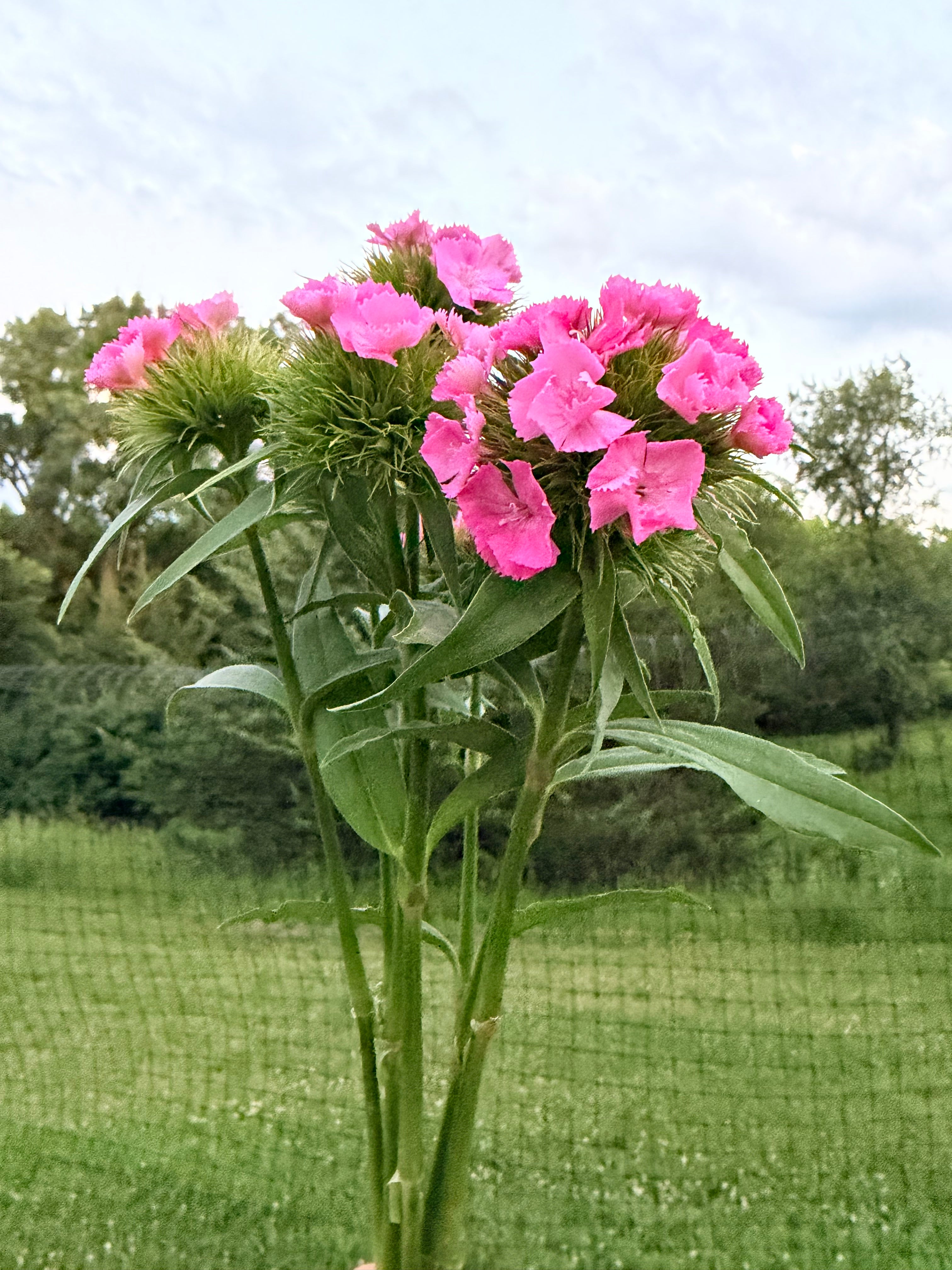 Sweet William - Amazon Rose - Bundle of 5 and 10 Stems