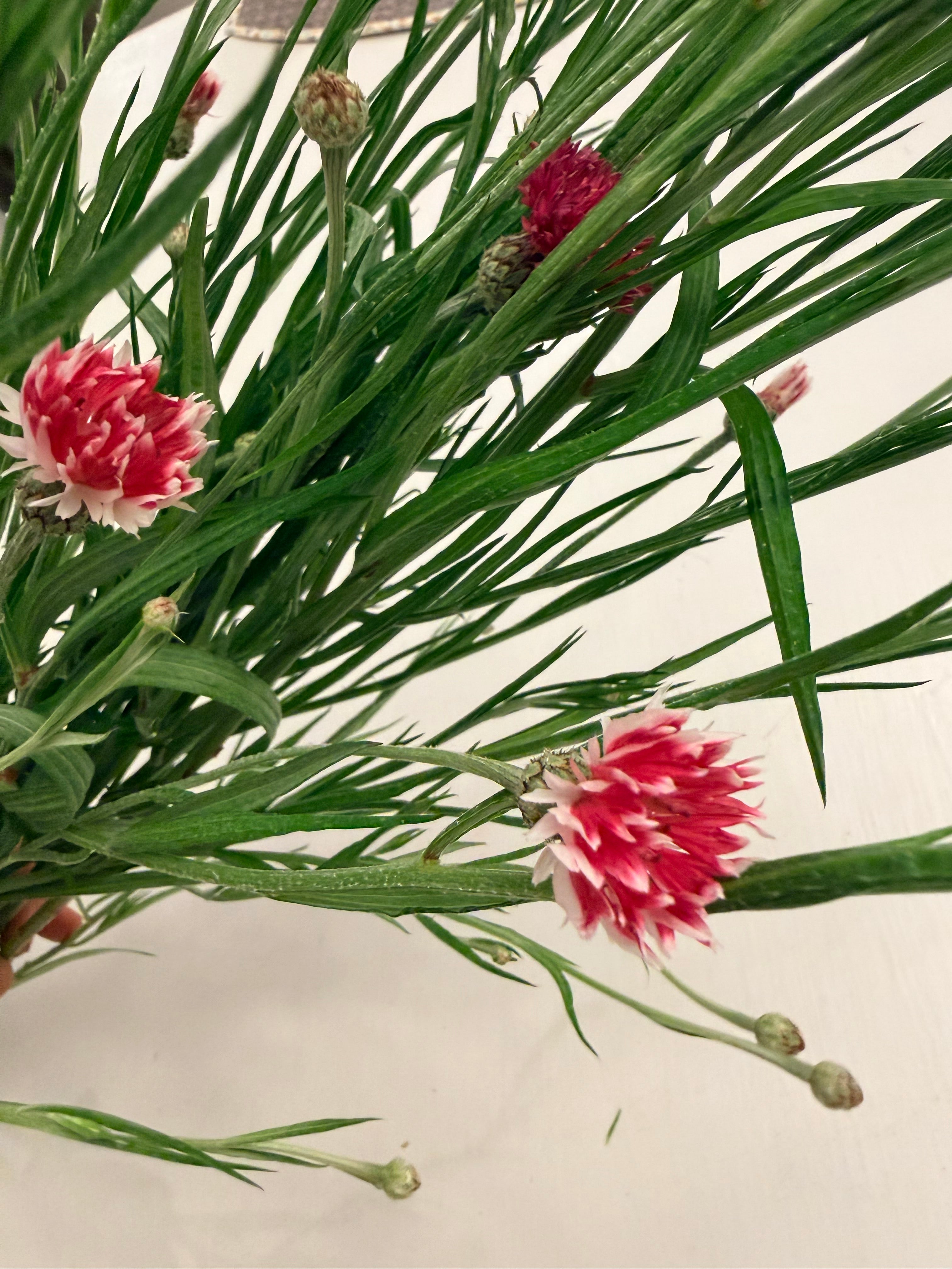 Bachelor Button - Romantic - 5 and 10 Stems