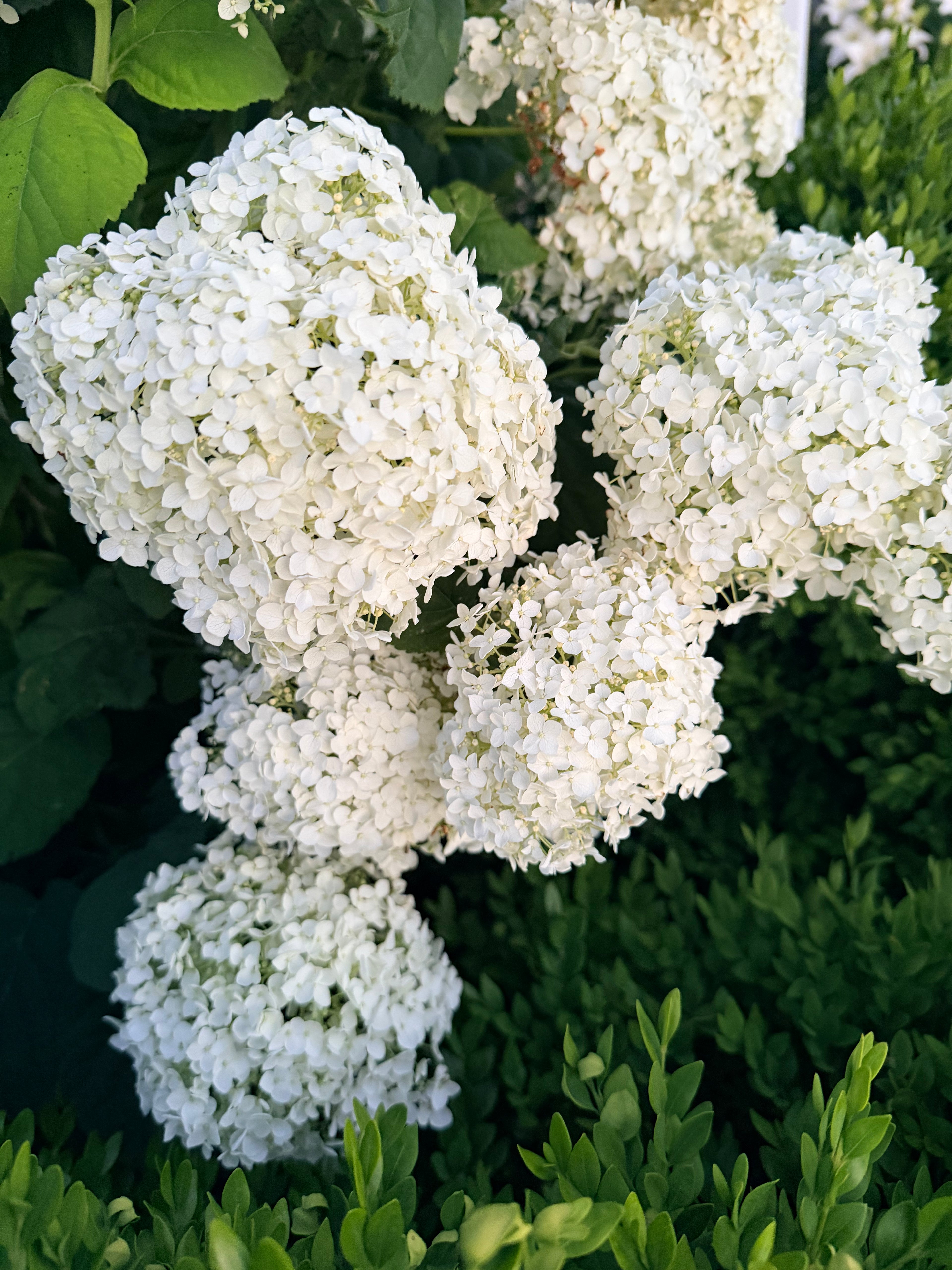 Hydrangea - Incrediball - By the Stem