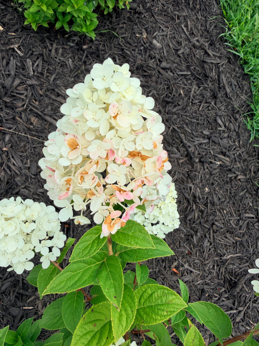 Hydrangea - Panicle - By the Stem