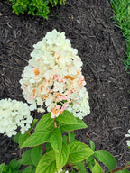 Hydrangea - Panicle - By the Stem