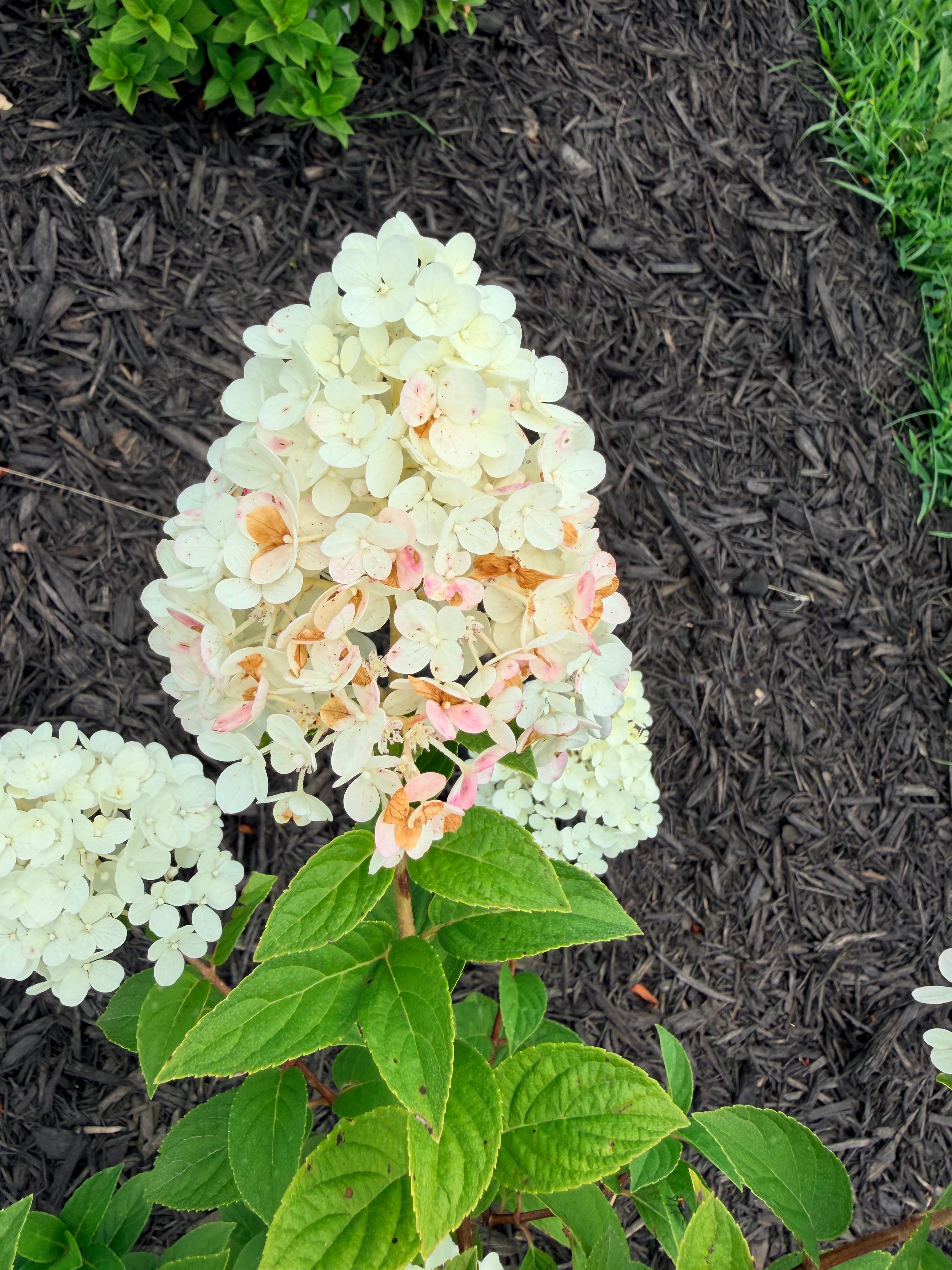 Hydrangea - Panicle - By the Stem