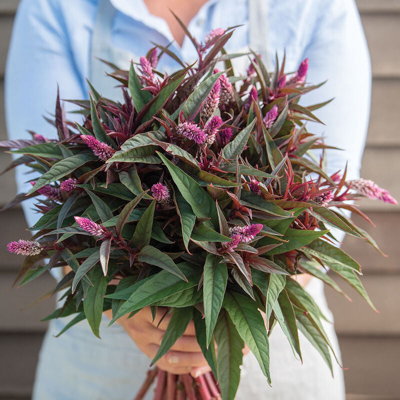 Celosia - Flamingo Purple - Bundle of 5 and 10 Stems