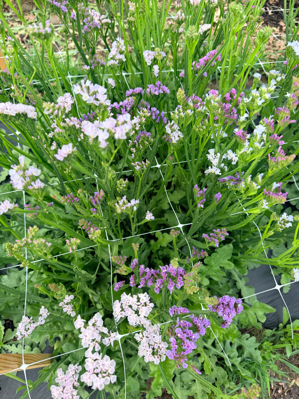 Statice - Bundle of 10 Stems - Pastel Shades