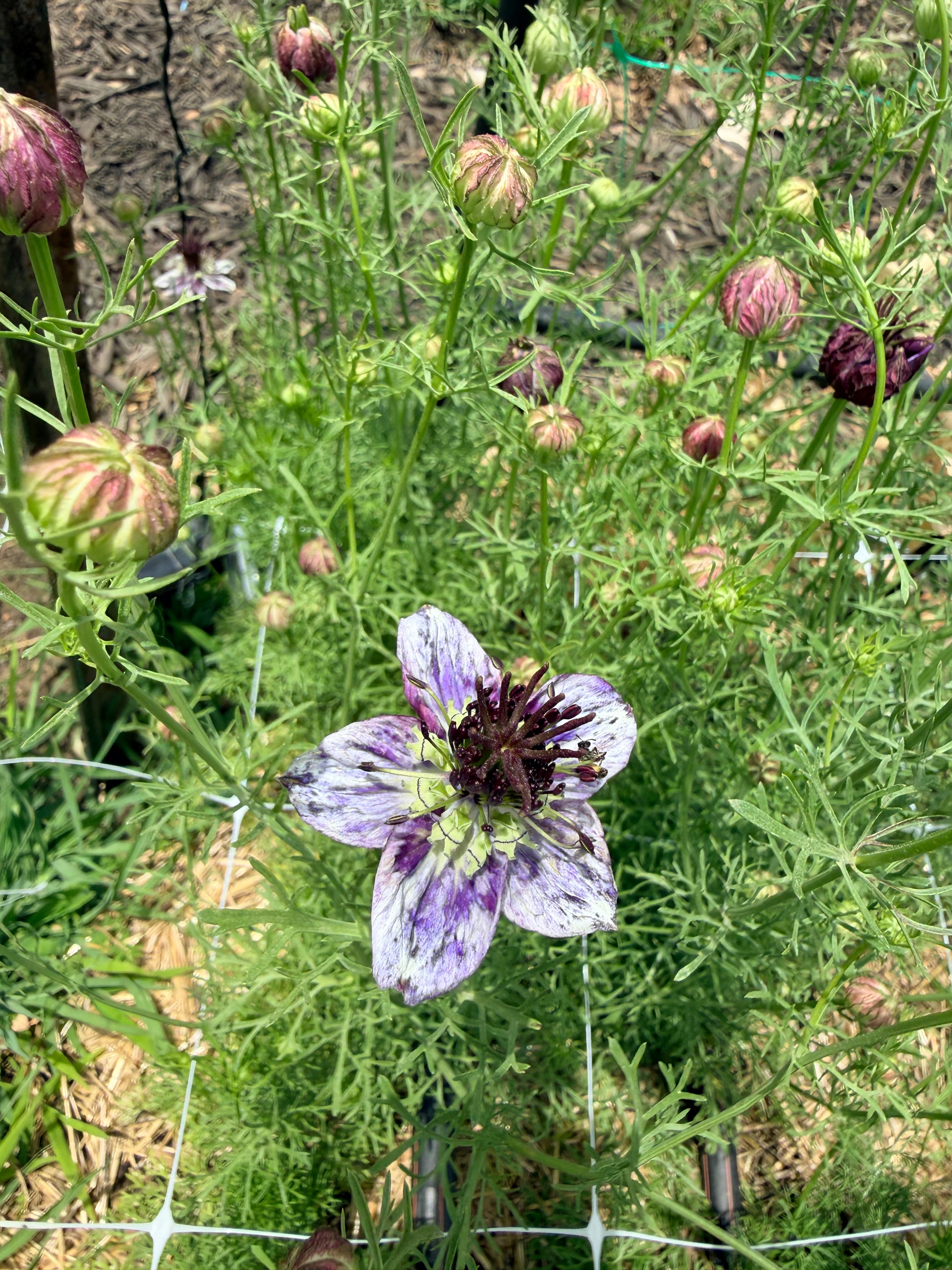 Nigella - Delft Blue - Bundle of 10 Stems