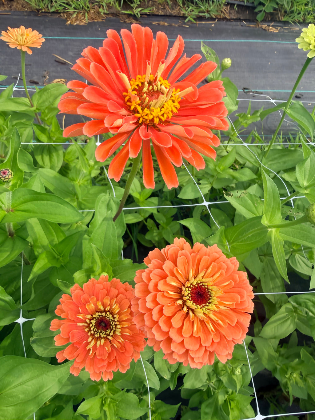 Zinnia - Benary's Salmon - Bundle of 5 and 10 Stems