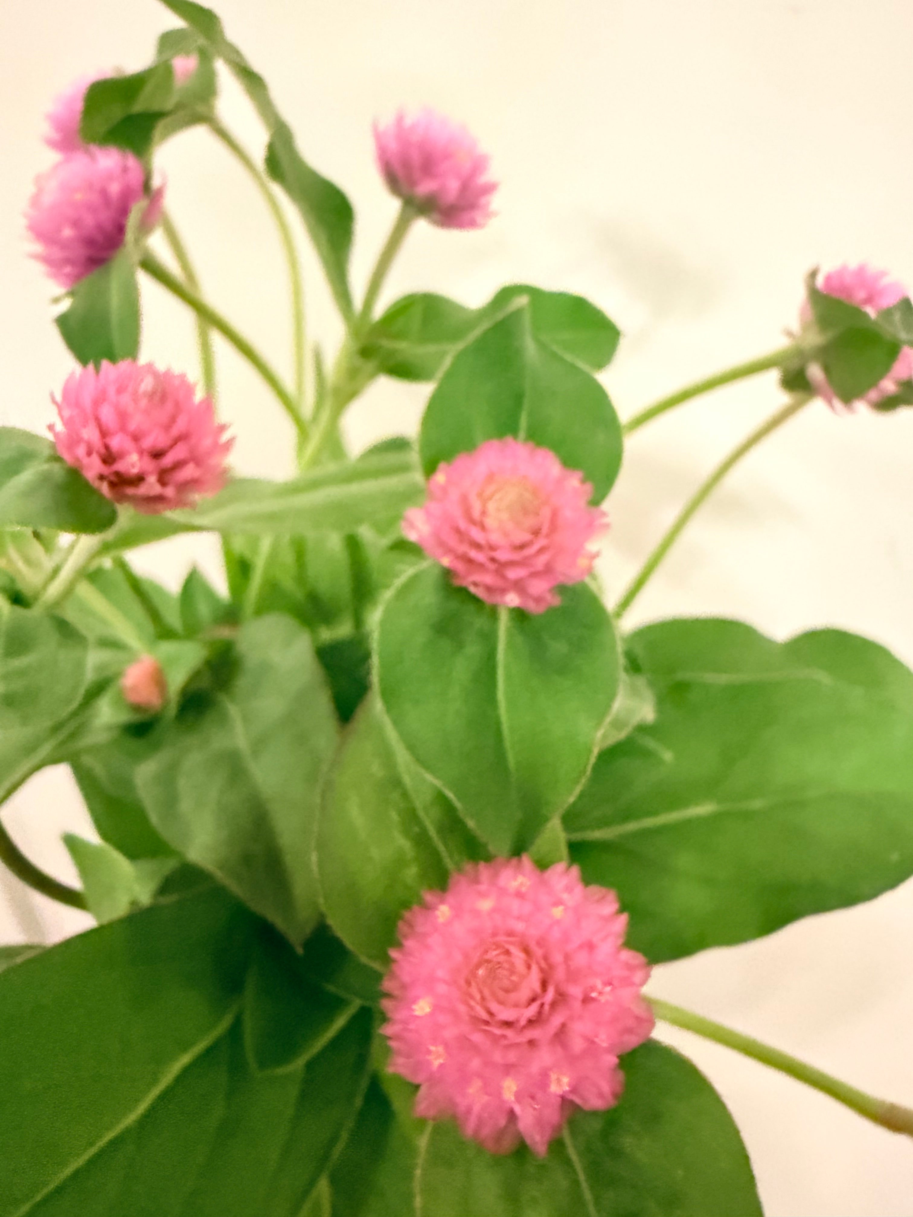 Gomphrena - QIS Pink - Bundle of 10 Stems