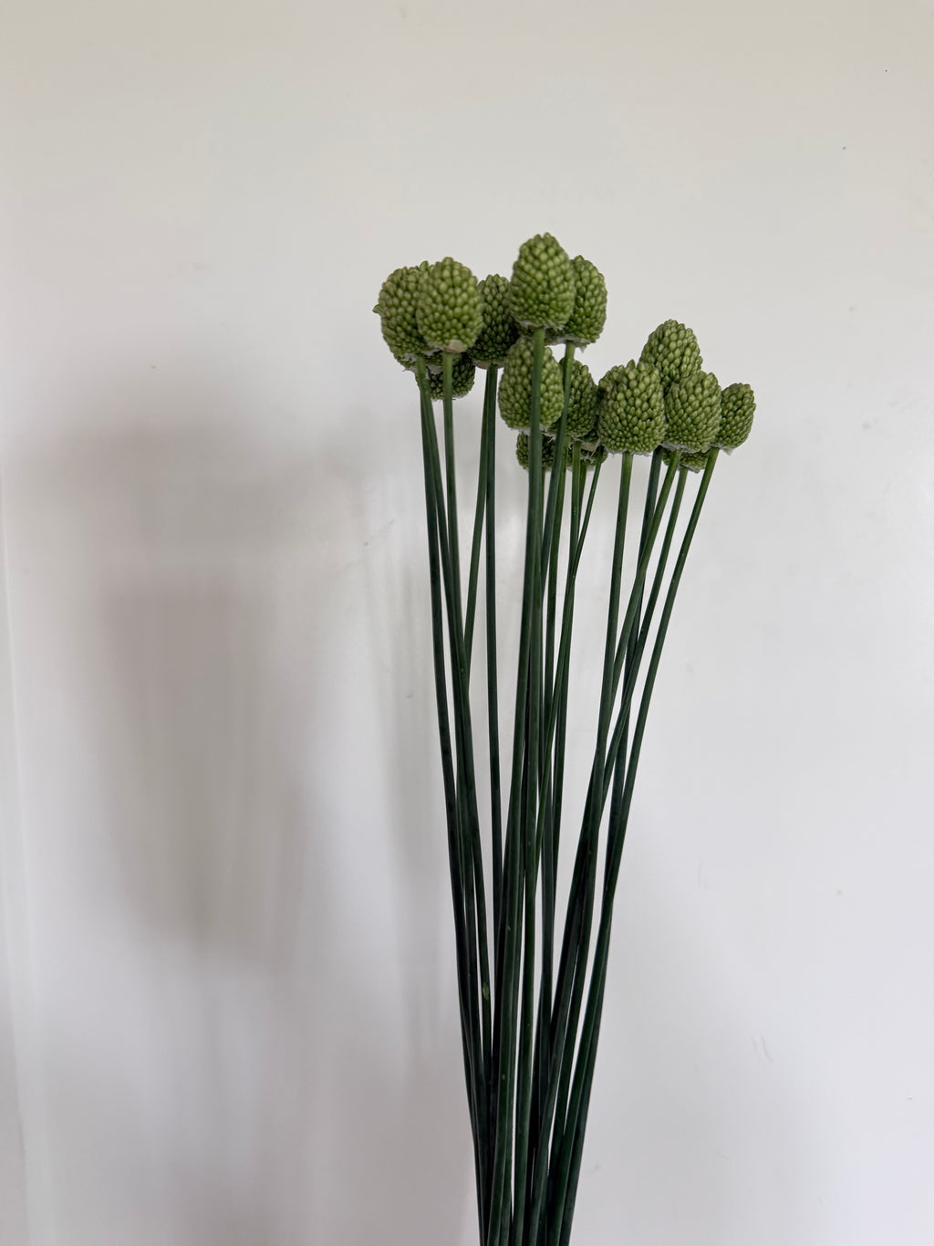 Allium - Drumstick