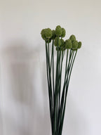 Allium - Drumstick