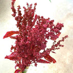Atriplex Red - Bundle of 10 Stems