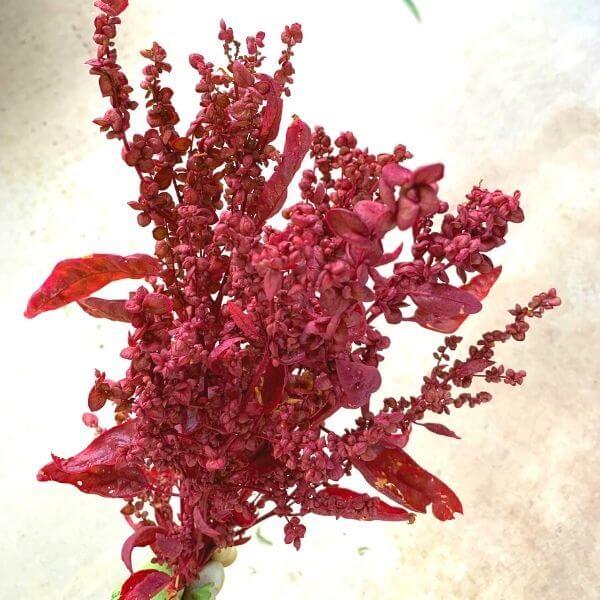 Atriplex Red - Bundle of 10 Stems